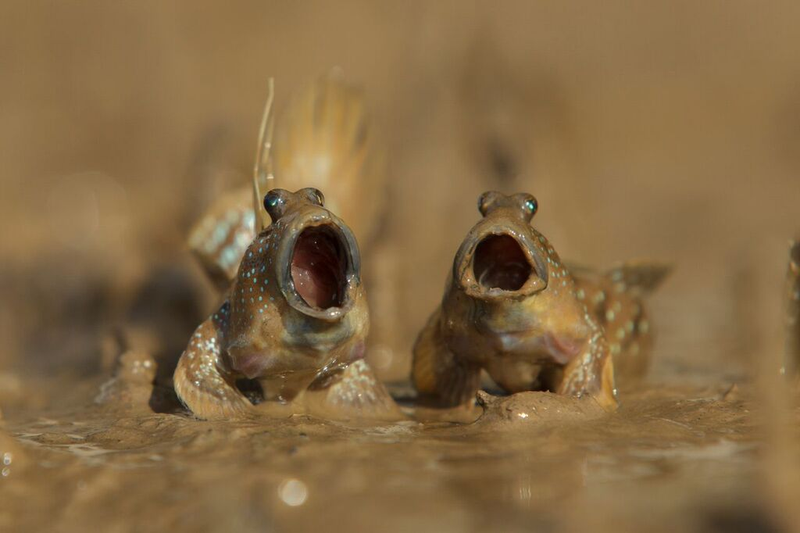 Image: Daniel Trim/Comedy Wildlife Photo Awards